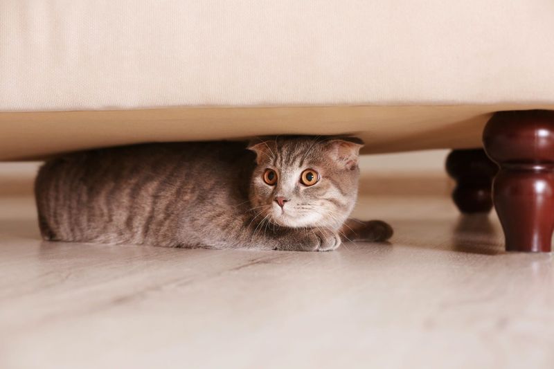 Under the Bed