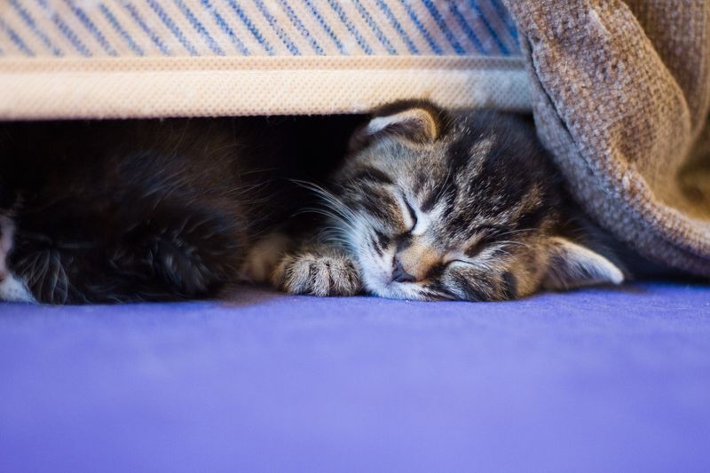 Under the Bed