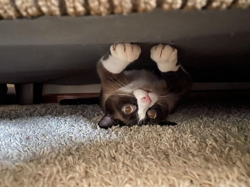 Under the Couch