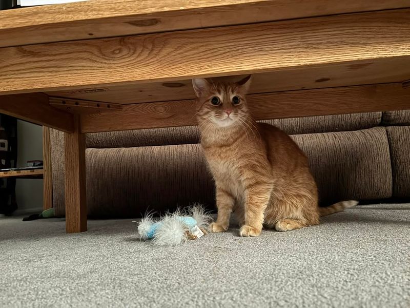 Under the Dining Table