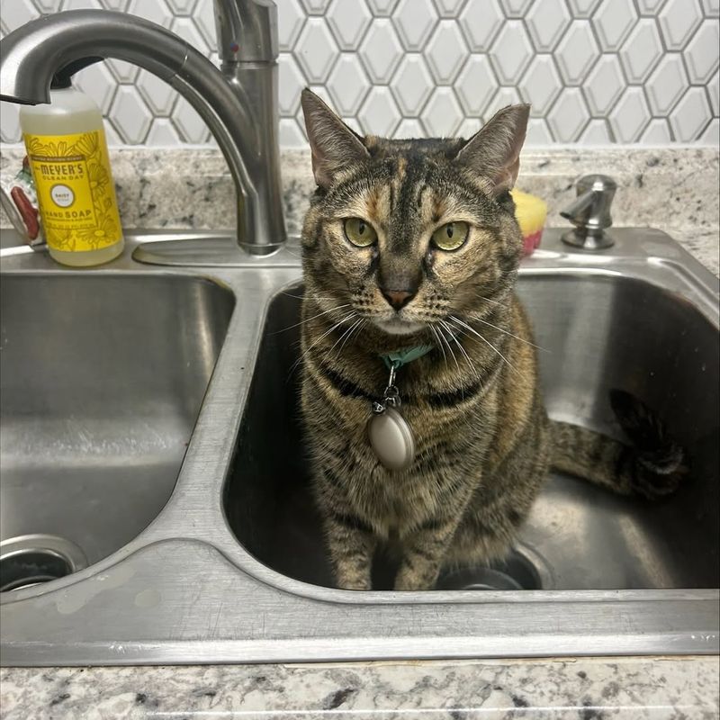 Under the Kitchen Sink