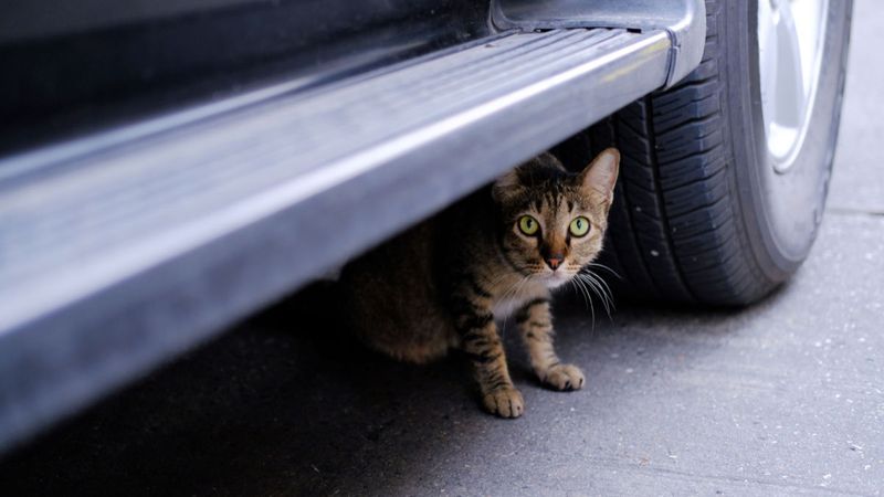 Underneath Cars