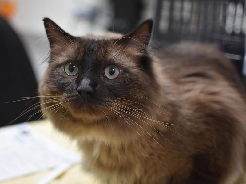 Understand Cat Body Language