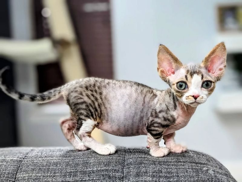 What s A Minskin Cat 12 Must Know Facts About This Adorable Breed What s A Minskin Cat 12 Must Know Facts About This Adorable Breed