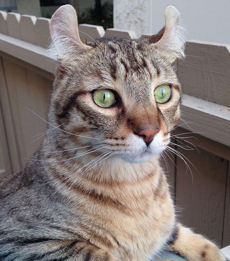 Unique Ear Tufts