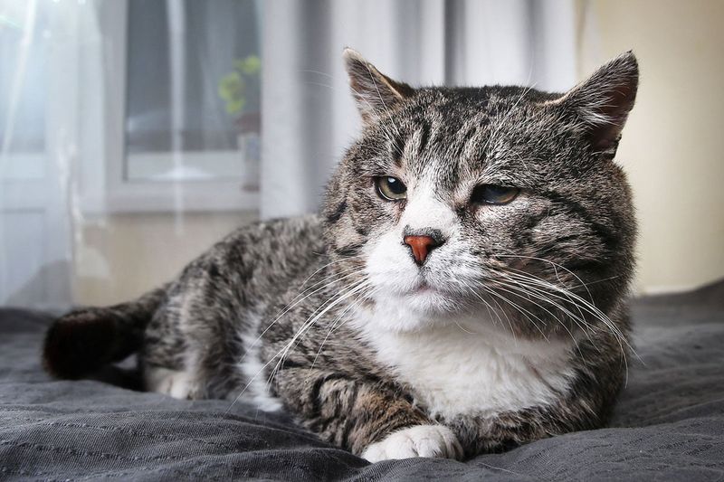 Unkempt Senior Cats