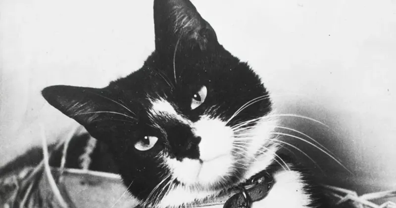 Unsinkable Sam – The Cat Who Survived Three Shipwrecks