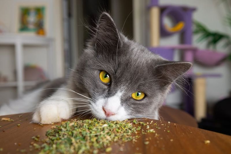 Use Catnip Strategically