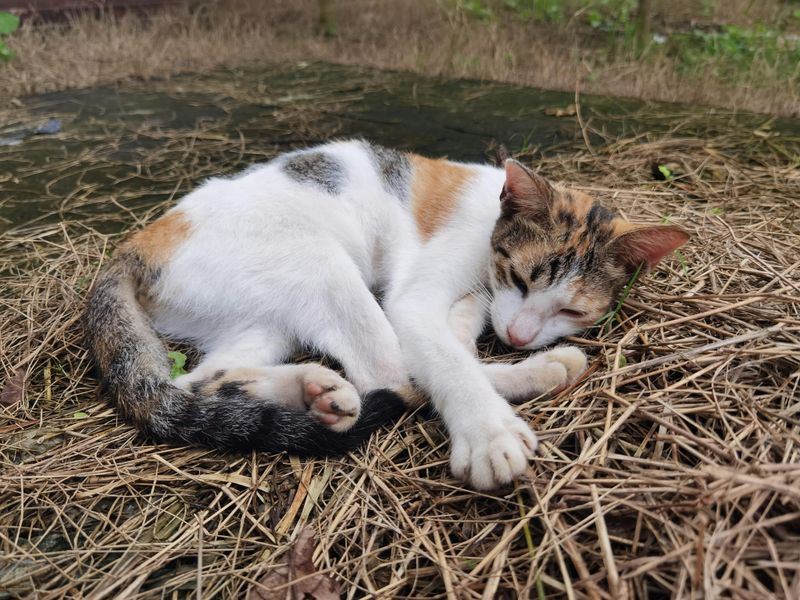 Use Straw for Bedding (Not Blankets!)