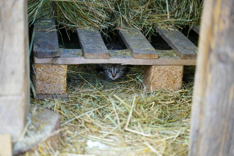 Use Straw for Bedding (Not Blankets!)