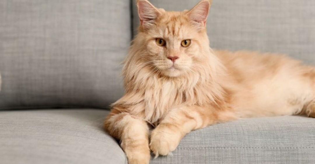Cat Names Cats Chef Cat names cats chef