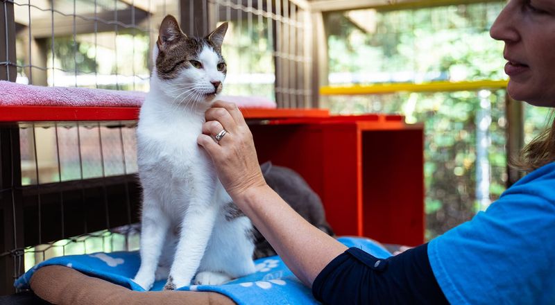 Volunteer at a Shelter