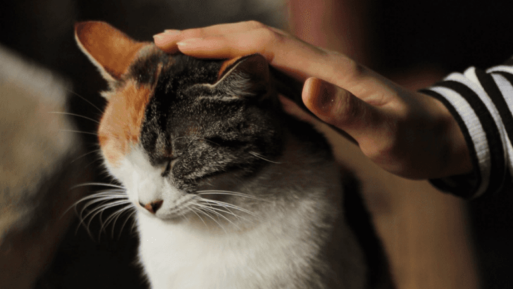 Want a Closer Bond With Your Cat? Then Never Do These 15 Things