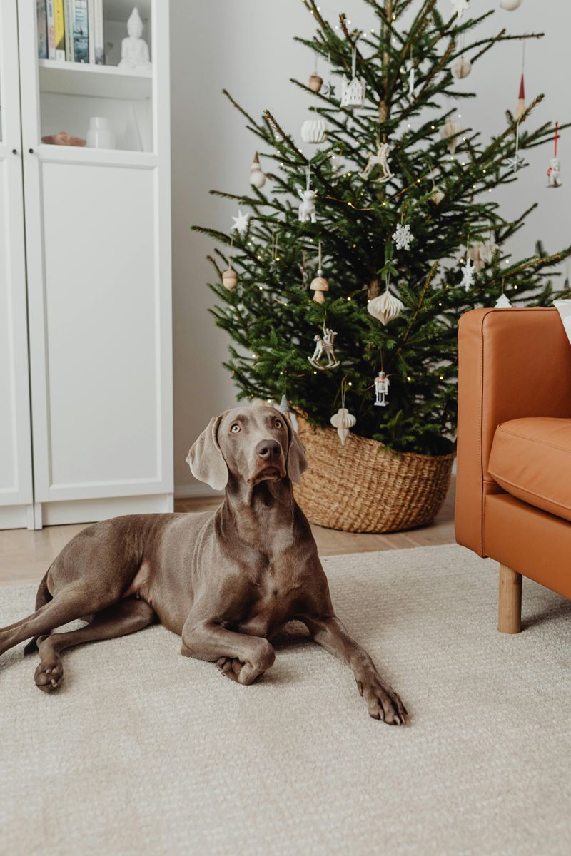 Weimaraner