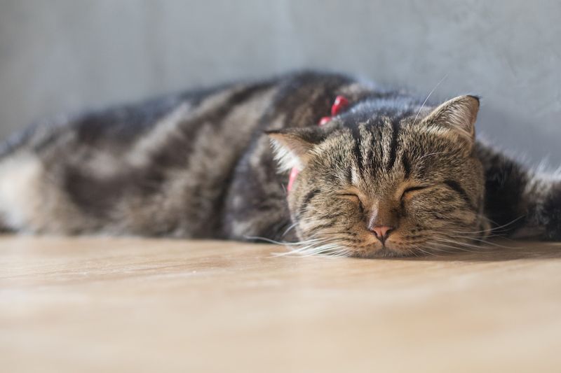 What to Do if Your Cat is Not Breathing