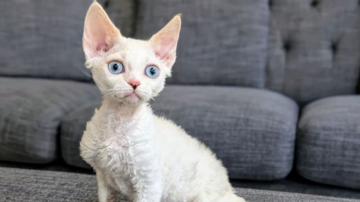 What’s a Minskin Cat? 12 Must-Know Facts About This Adorable Breed