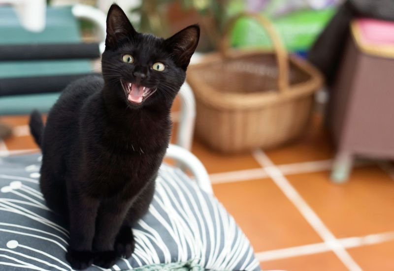 When a Cat Meows, Are They Talking to Us?