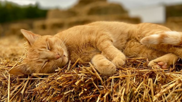 Where Do Outdoor Cats Sleep? 15 Surprising and Cozy Spots