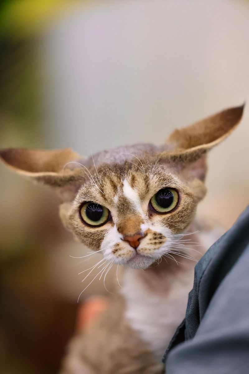 Whiskers & Eyebrows