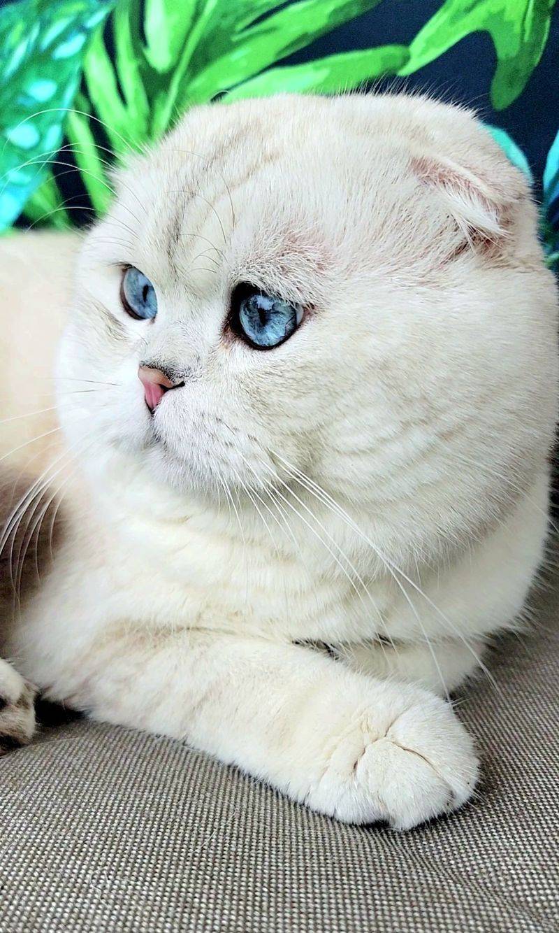 White Scottish Fold