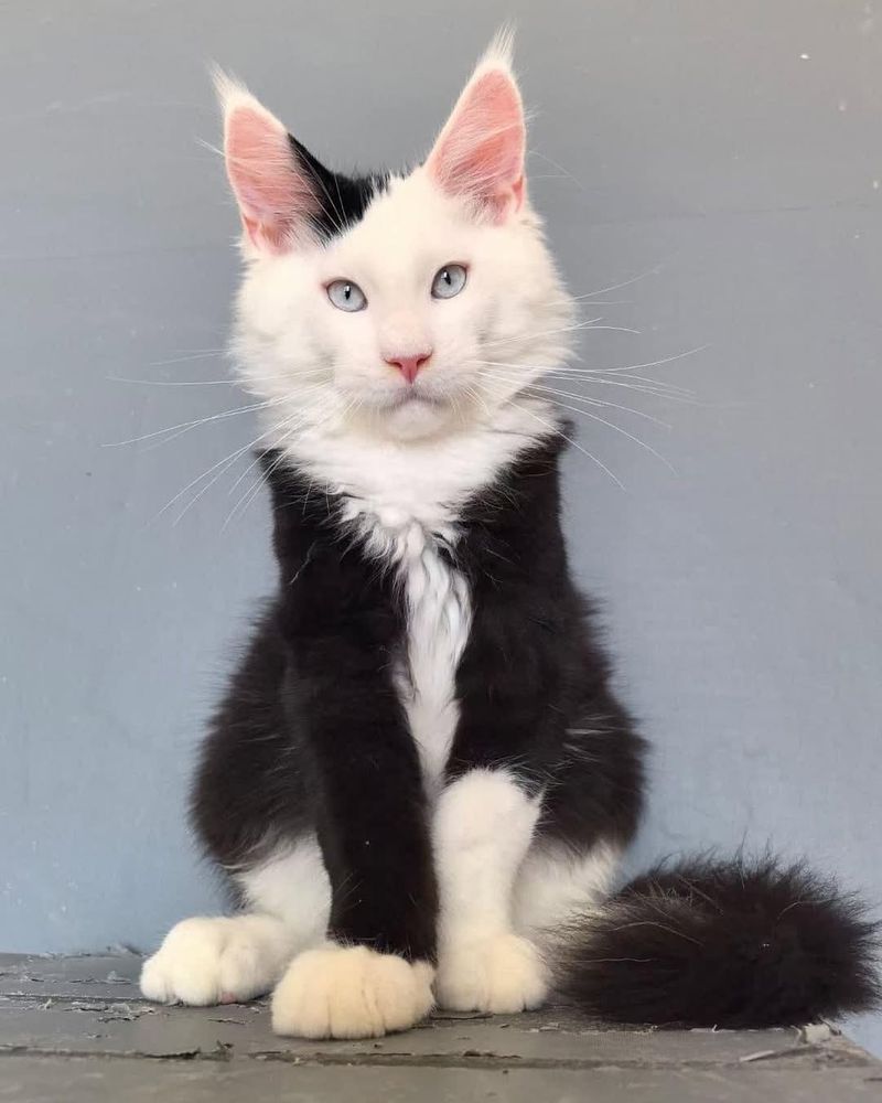 White Tuxedo Maine Coon