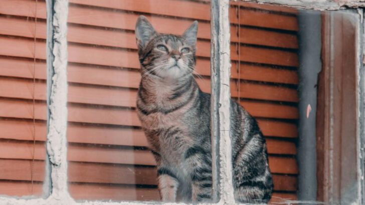 Why Do Indoor Cats Stare at the Window? The 15 Secret Behind Their Fascination