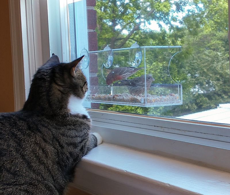 Window Bird Watching