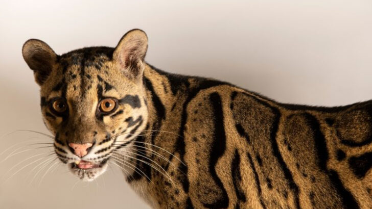 Discover 38 Unique Wild Cat Breeds from Every Corner of the Globe