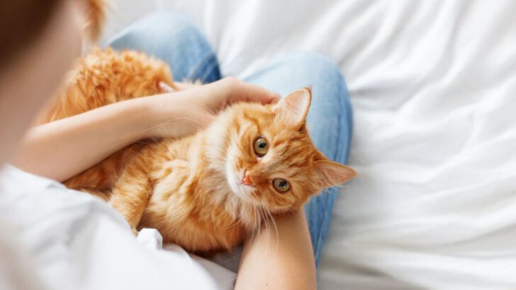 Do Cats Ever Choose One Person? 15 Signs You Are Your Feline’s Favorite