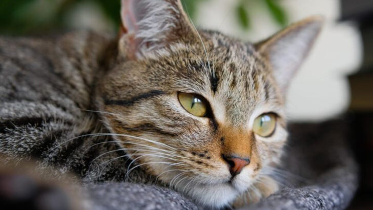 Do Cats Feel Loss? 15 Signs They’re Mourning