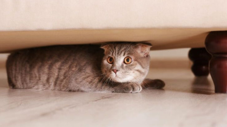 Ever Wondered Where Cats Go When They’re Scared? Here Are 15 Surprising Places!