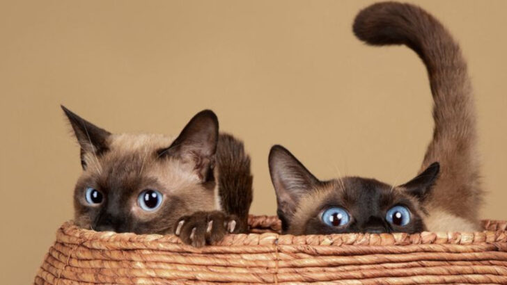 From Pounce to Play – 16 Cat Breeds That Are Practically Energy Bombs