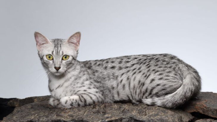 From Silver To Smoke – 11 Egyptian Mau Coat Color Variations