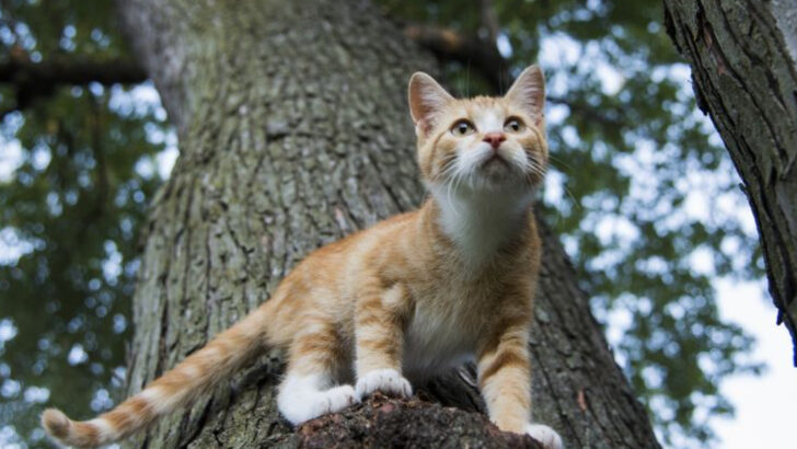 How Outdoor Cats Sense Danger – 18 Fascinating Facts