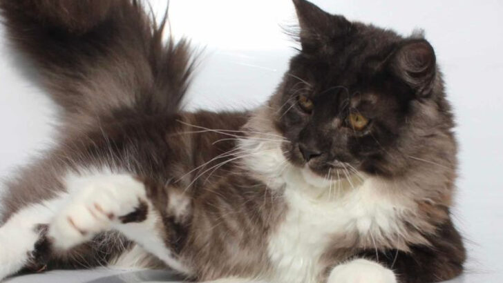 Meet 8 Tuxedo Maine Coons That Will Make You Swoon