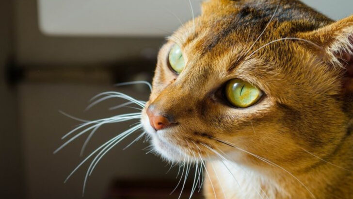 Meet the Pinocchios of the Feline World – 15 Cat Breeds with HUGE Noses!