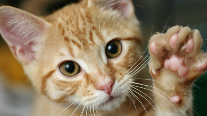 The 15 Most Debated Questions Among Cat Owners