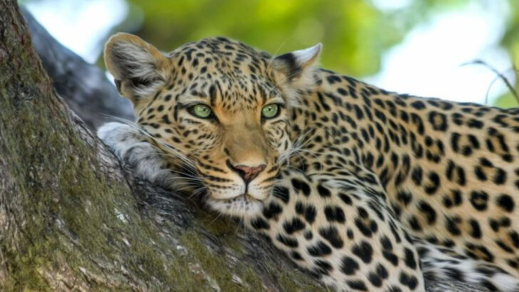 The 15 Most Gorgeous Spotted Wild Cats You NEED to See