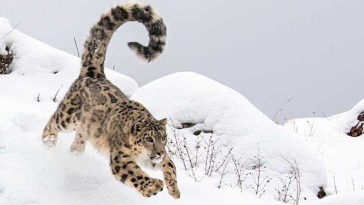 The Mystery of Snow Leopards – 15 Fascinating Traits You Need to Know