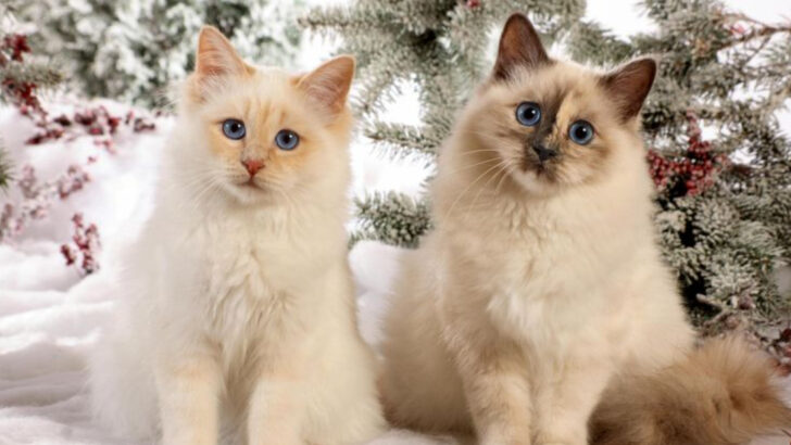 Thinking About a Birman Cat? Here Are 16 Reasons They Make Great Companions
