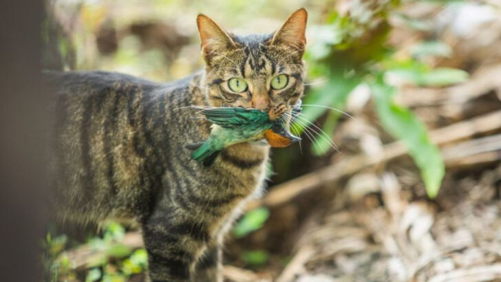 What’s on the Menu for Outdoor Cats? 16 Shocking Food Choices