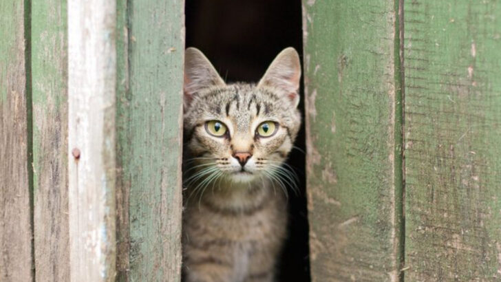 Where Do Outdoor Cats Go When It Rains? 15 Secret Shelters