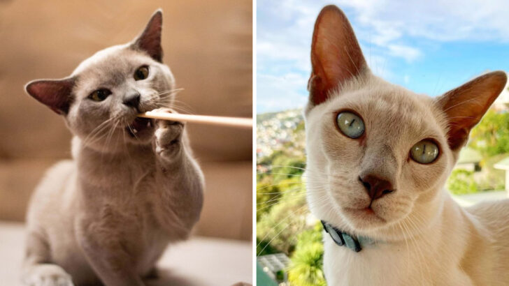 Which One’s Right for You? 15 Differences Between Tonkinese and Burmese Cats