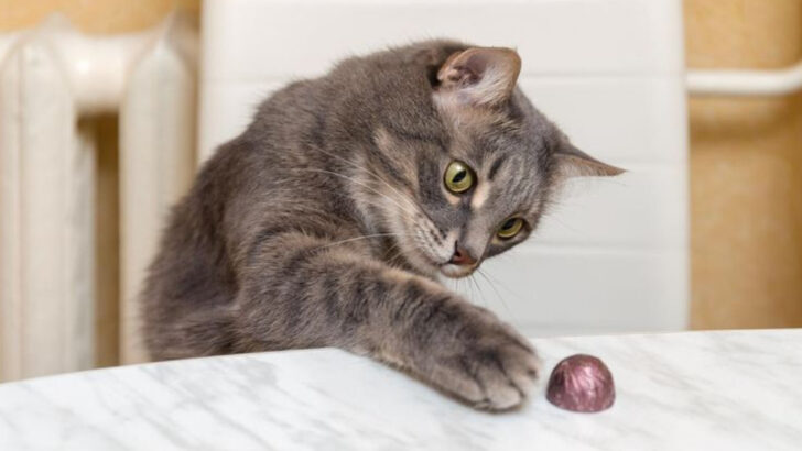 Why Does My Cat Knock Things Over? 15 Surprising Explanations