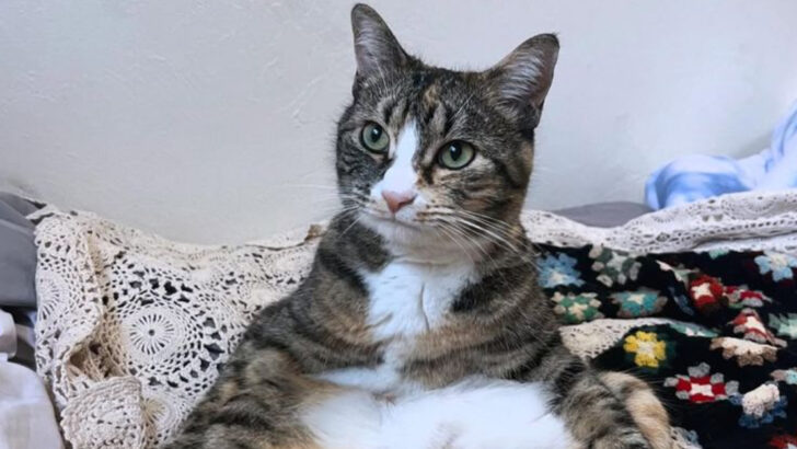 Why Is My Cat Sitting Like A Human? 15 Interesting Reasons