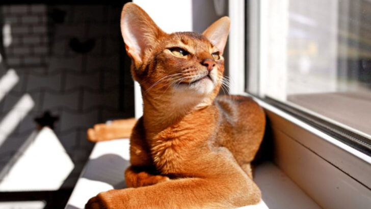 10 Cats That Love the Sun – And 5 That Stay in the Shade