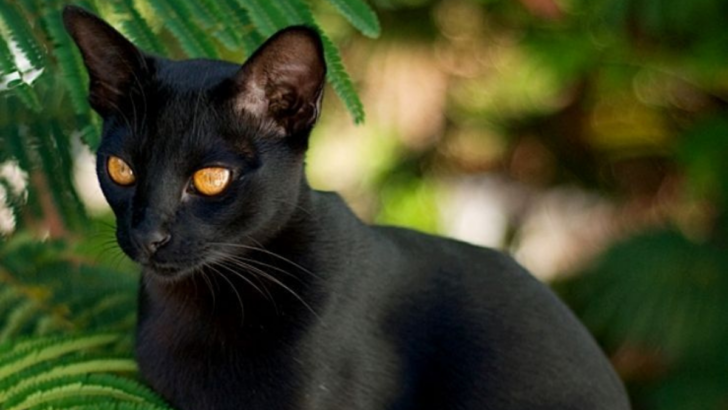 10 Fascinating Facts About the Rare Mandalay Cat