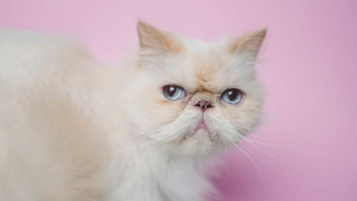 10 Purr-fect Himalayan Cat Colors and How They Evolve