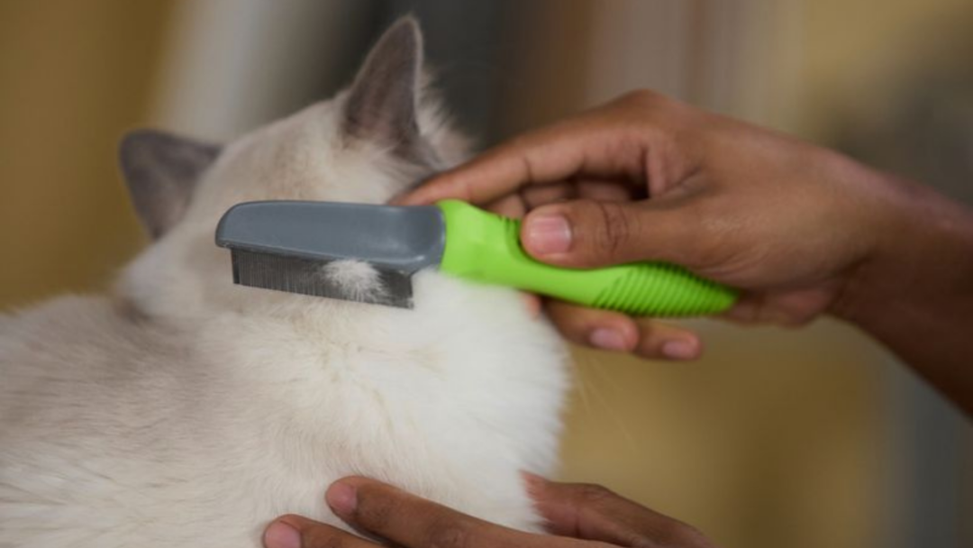 View of 10 Safe, Natural Ways to Keep Fleas Off Your Cat