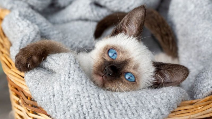 12 Lovable Cats That Want to Cuddle All Day (And 12 That Demand Royal Treatment!)